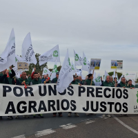 Los agricultores de la aceituna de mesa salen a la calle para exigir ayudas