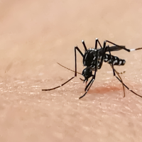 Advierten de que las temperaturas pueden prolongar la actividad del mosquito tigre