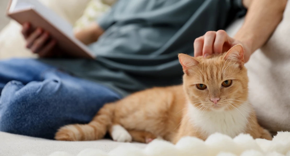 Alertan del riesgo mortal de medicamentos contra la alopecia para las mascotas
