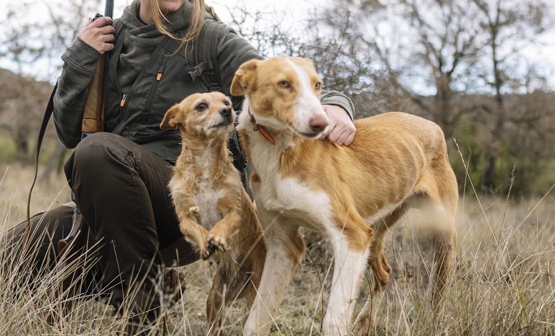 Piden incluir a los perros de caza en la Ley de Bienestar Animal tras morir 29 perros