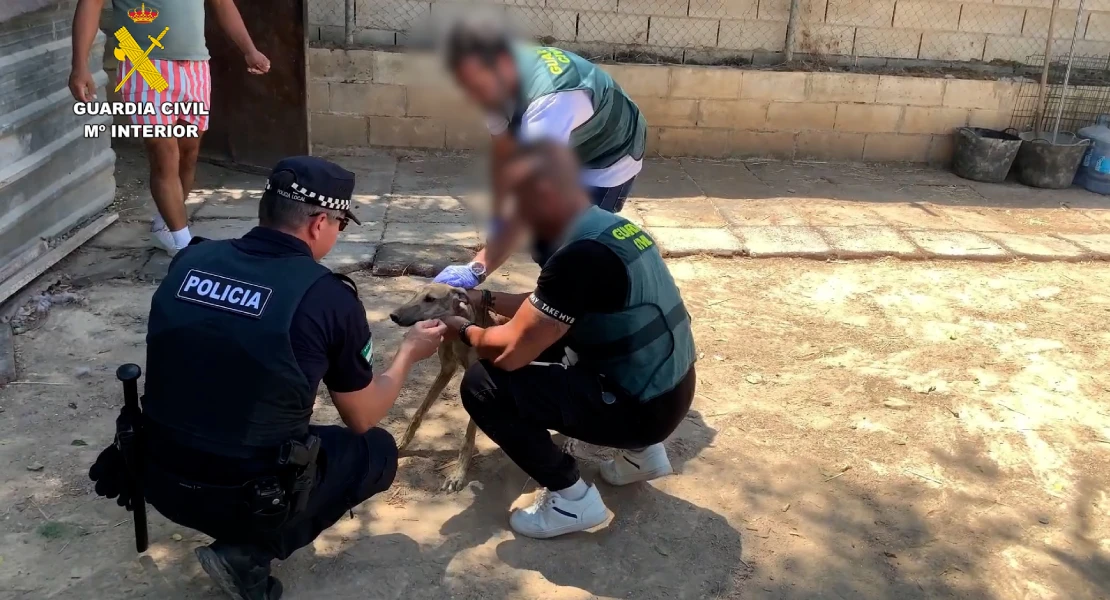 La Guardia Civil recupera ocho galgos de competición que habían sido robados y maltratados