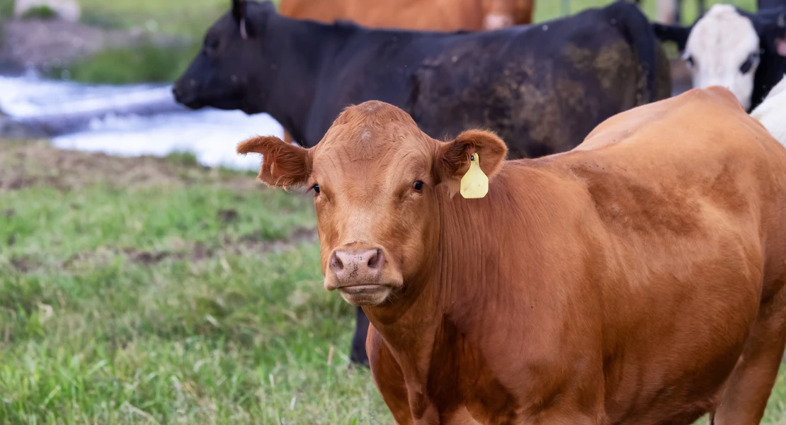 La Junta de Extremadura ha abonado esta semana 22 M€ en ayudas agroganaderas
