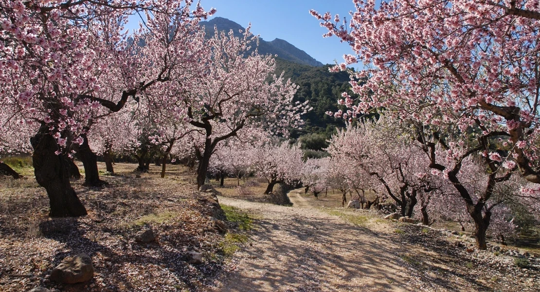 El Valle del Jerte busca cartel para el Cerezo en Flor 2027: puedes ganar 800 €