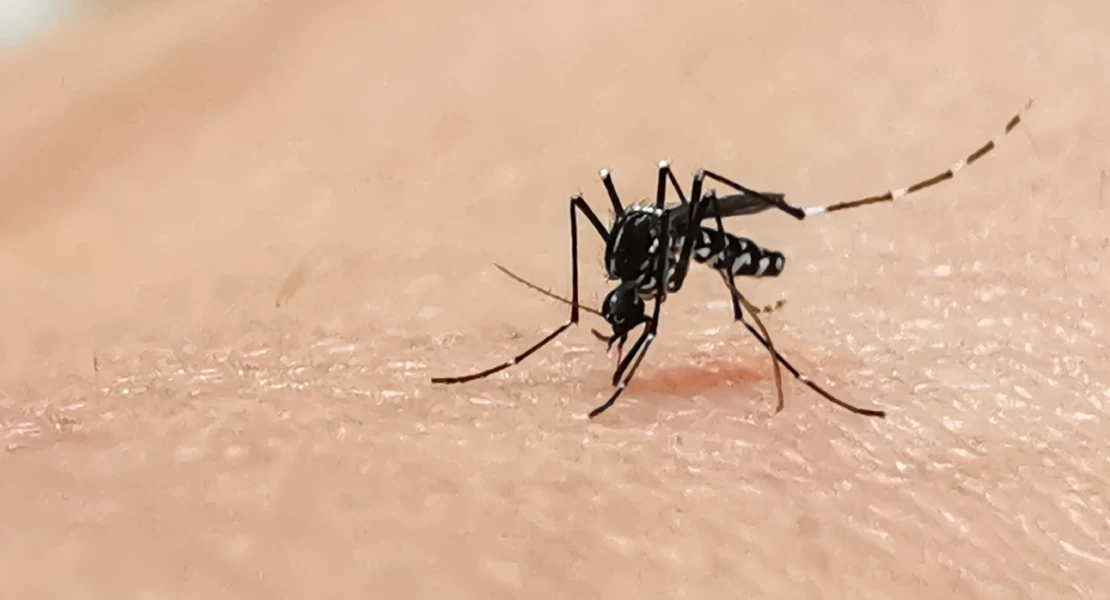 Advierten de que las temperaturas pueden prolongar la actividad del mosquito tigre